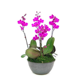 »ó¼¼³»¿ëº¸±â