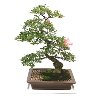 »ó¼¼³»¿ëº¸±â